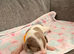 Dachshund puppies