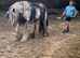 Safe Loving Alround Children's Pony