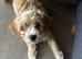 Beautiful F1 Cavapoochon Puppies &ndash; Ready for Their Forever Homes