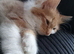 Ginger and White Fluffy Tabby boy 10 weeks old