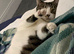 Female cat