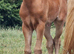 Friesian x Quarter Horse Colt