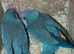 Very beautiful blue Quacker breeder pair