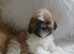 Shih tzu puppies boys and girls