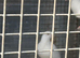 Young short tail doves