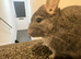 4 chinchillas needing new homes