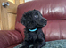 We have 4 very cute F2 Cockapoo’s puppies for sale