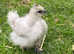 Silkie chicken pure breed hatching eggs