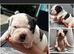 Old tyme x American bulldog pup dog