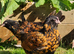 Gold Spangled Thuringian Bantam Pullets