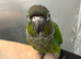 £300 each 2 hand reared baby conures available