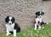 2 adorable sheep dog pups for salr