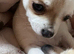Chihuahua Pups!
