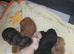 Mini x Toy Poodles