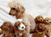 Cavapoo puppies