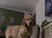 Australian Double Doodle - Boy