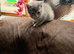 1 kittens for sale