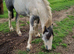 17 month old gelding cob. Green/unbroken
