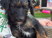 1 beautiful Jackapoo puppy available to go today