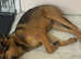 German shepherd working lines