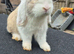 Selection of lop rabbits adults and baby's
