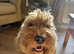 STUD cockapoo