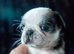 Beautiful and rare purebred Pug puppies ready 26/08/2026-£1500