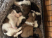 Shih tzu puppy’s