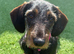 Wirehaired Dachshund Bitch