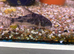 Peppered Corydora (Hoplisoma paleatum)