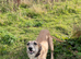 Bedlington whippet 2nd x