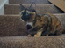 Cj and Kenna need to be rehomed