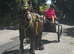 Daisy! 12.3hh 9 year old RIDE AND DRIVE