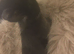 Baby mini lop for sale