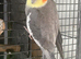 Pair of Semi-Tame Cockatiels for Sale