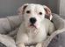 Female American bulldog