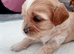 Tytuł;Adorable Hybrid Puppies – Cockapoo( maltipoo)