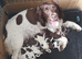 Gorgeous English Springer Spaniel Puppies