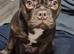 French bulld brown and brindle 5months old