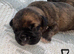 5 Beautiful French Bulldog puppies