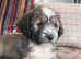 Handsome Harry &ndash; 6 month Old Tibetan Terrier Puppy Looking for His Forever Home
