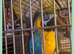 4 year old female blue and gold macaw for sale