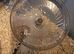 Syrian hamster
