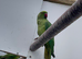 Indian Ringneck