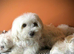 Maltese 5 momths male