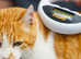 Pet microchipping service, visit us or(mobile)