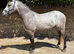 Stunning 14.3 4 yr old dapple grey Connemara gelding