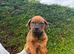 Rottweiler cross Dogue De Bordeaux