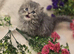Beautiful Persian kittens ready now