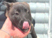 Collie x Malinios pups